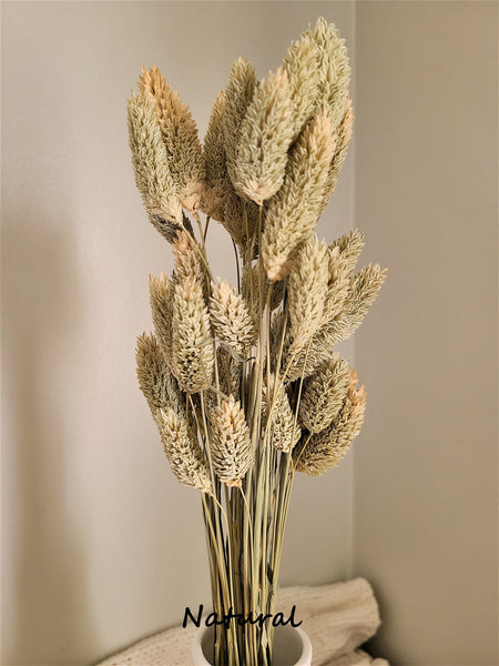 Mini Textured Bunny Tails Bunch 50 pcs - Phalaris Grass Tails Pampas Grass Boho Wedding Invitations Home Decor Dried florals Wedding favors