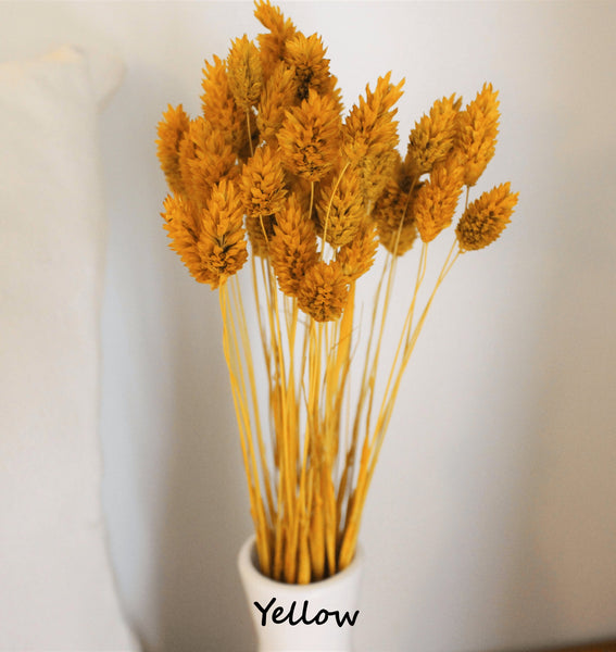 Mini Textured Bunny Tails Bunch 50 pcs - Phalaris Grass Tails Pampas Grass Boho Wedding Invitations Home Decor Dried florals Wedding favors