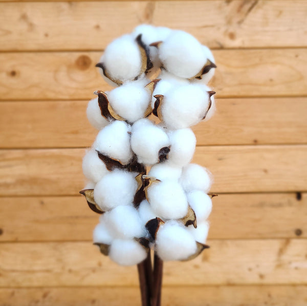 Raw Cotton Stems Bouquet, Cotton Balls