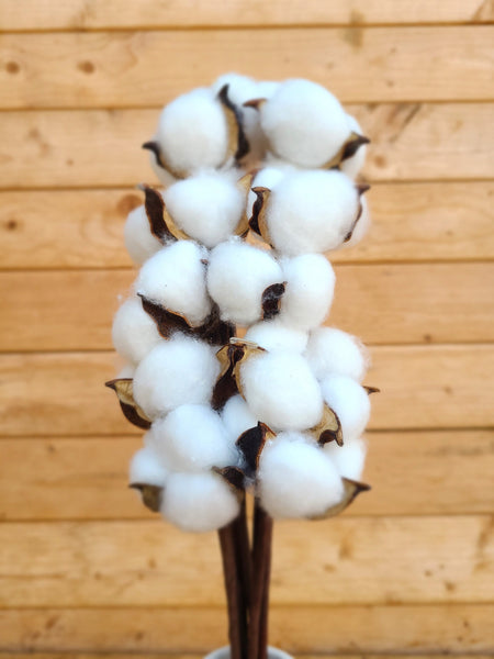 Raw Cotton Stems Bouquet, Cotton Balls