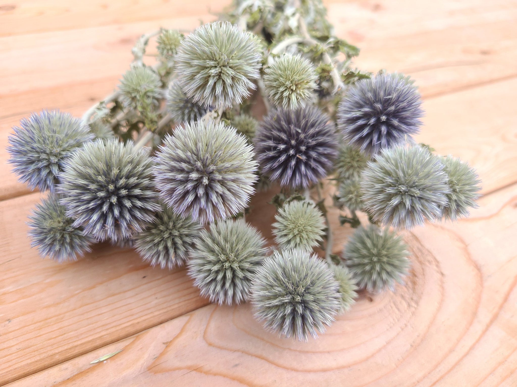 Dried Echinops Ritro in Natural, Dried flowers for home décor, Wedding décor, DIY Floral arrangements, and Bud Vase arrangements.