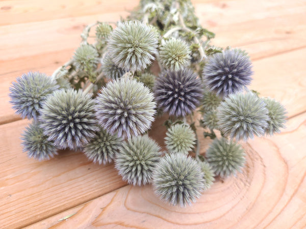 Dried Echinops Ritro in Natural, Dried flowers for home décor, Wedding décor, DIY Floral arrangements, and Bud Vase arrangements.