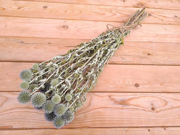 Dried Echinops Ritro in Natural, Dried flowers for home décor, Wedding décor, DIY Floral arrangements, and Bud Vase arrangements.