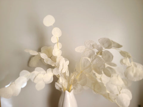Cream Silver Dollar Eucalyptus, dried eucalyptus leaves branches，dried flower arrangement，eucalyptus for vase，wedding decor