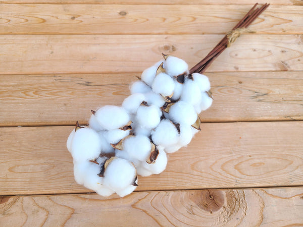 Raw Cotton Stems Bouquet, Cotton Balls