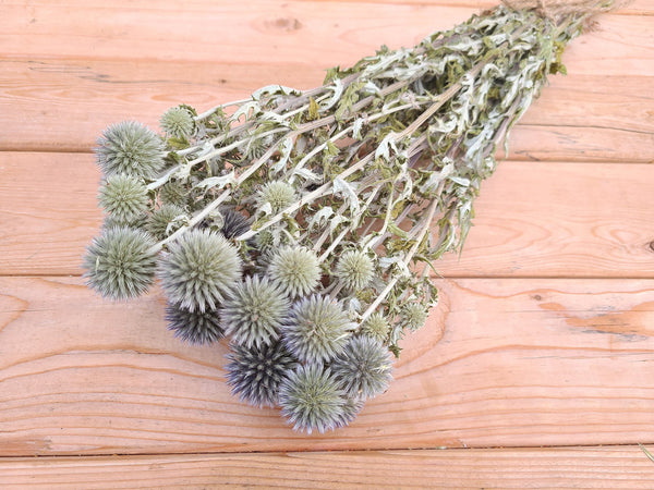 Dried Echinops Ritro in Natural, Dried flowers for home décor, Wedding décor, DIY Floral arrangements, and Bud Vase arrangements.
