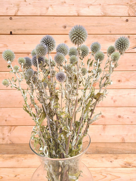 Dried Echinops Ritro in Natural, Dried flowers for home décor, Wedding décor, DIY Floral arrangements, and Bud Vase arrangements.