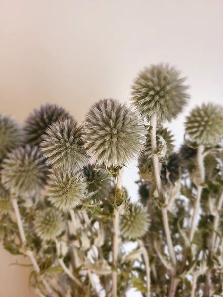 Dried Echinops Ritro in Natural, Dried flowers for home décor, Wedding décor, DIY Floral arrangements, and Bud Vase arrangements.