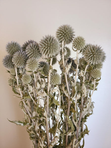 Dried Echinops Ritro in Natural, Dried flowers for home décor, Wedding décor, DIY Floral arrangements, and Bud Vase arrangements.