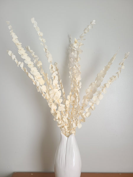 Cream Baby Spiral Eucalyptus, dried eucalyptus leaves branches，dried flower arrangement，eucalyptus for vase，wedding decor