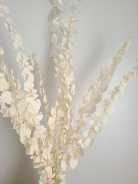 Cream Baby Spiral Eucalyptus, dried eucalyptus leaves branches，dried flower arrangement，eucalyptus for vase，wedding decor