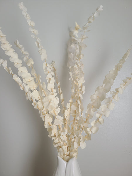 Off White/Cream Baby Spiral Eucalyptus, dried eucalyptus leaves branches，dried flower arrangement，eucalyptus for vase，wedding decor